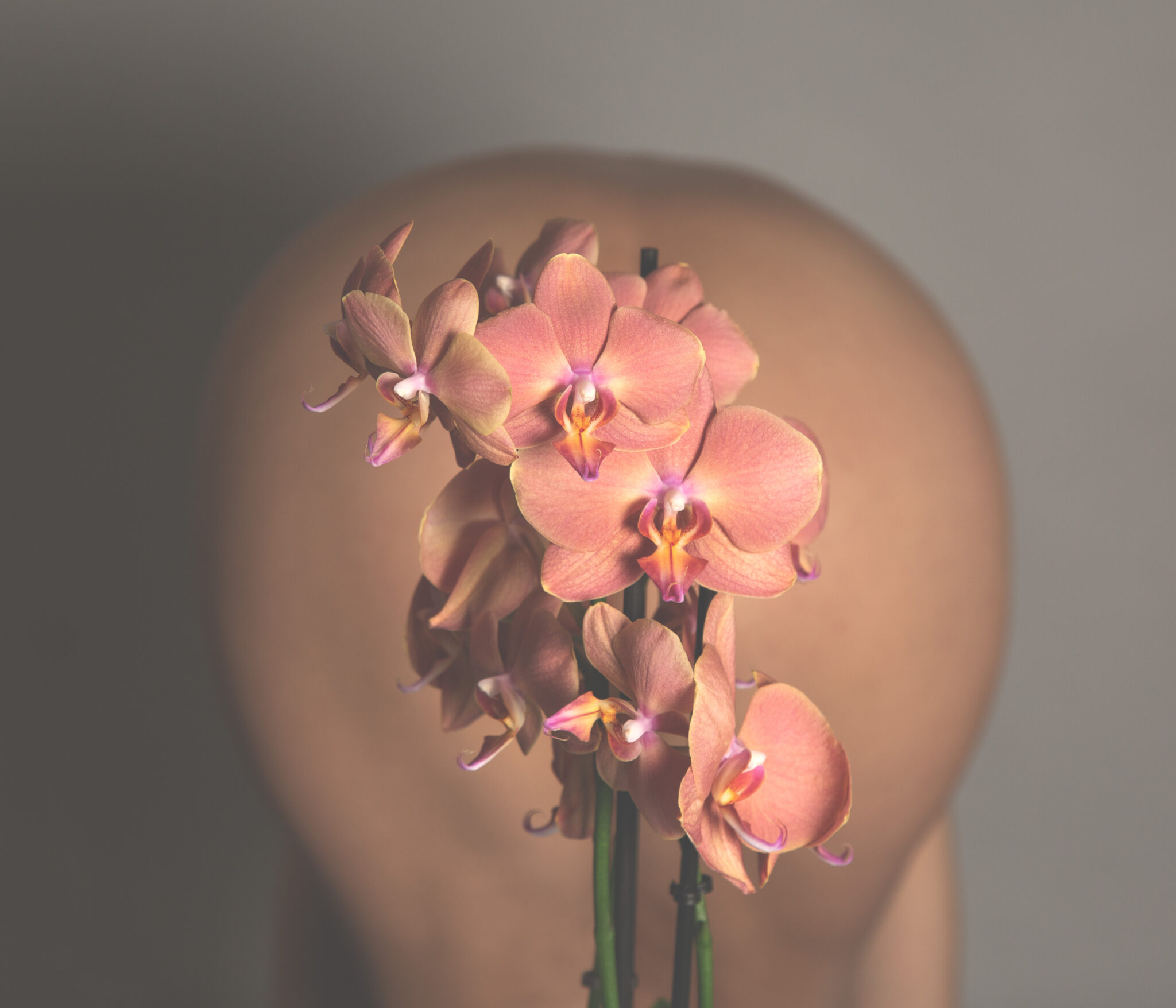 Orchid